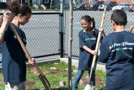 Plant Trees in Roxbury, MA