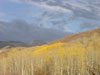 Trees and Sky in Utah