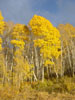 Trees in Utah