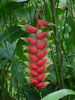 Flowers in Costa Rica