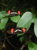 Black Butterflies in Costa Rica