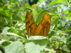 Orange Butterflies in Costa Rica