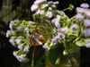 Transparent Butterflies in Costa Rica