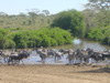 Zebras in Africa