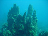 Coral in Belize