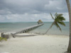 Palm in Belize